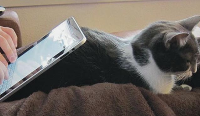 cat-tablet