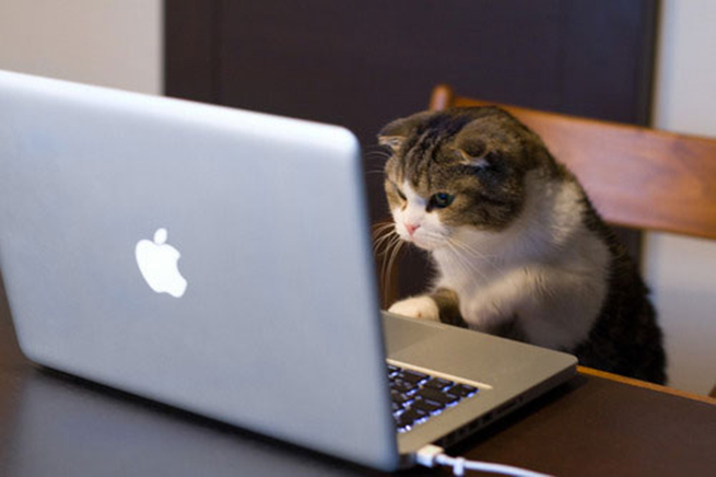 Gato frente al computador