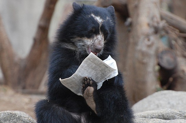 Oso leyendo un diario