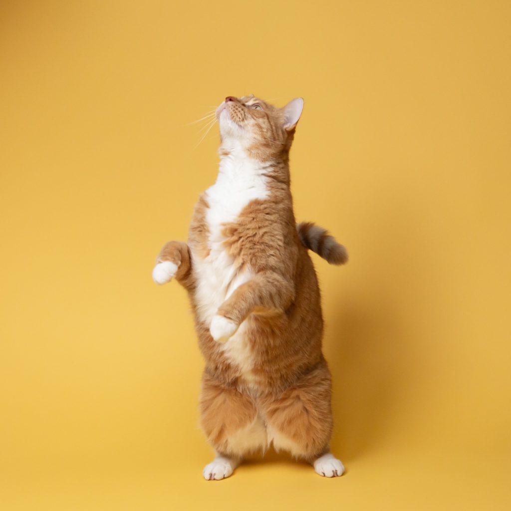 foto de stock de un gato con fondo amarillo, que se encuentra sobre sus pies y mirando hacia arriba